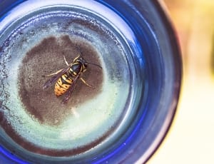 cicada killer wasp thumbnail