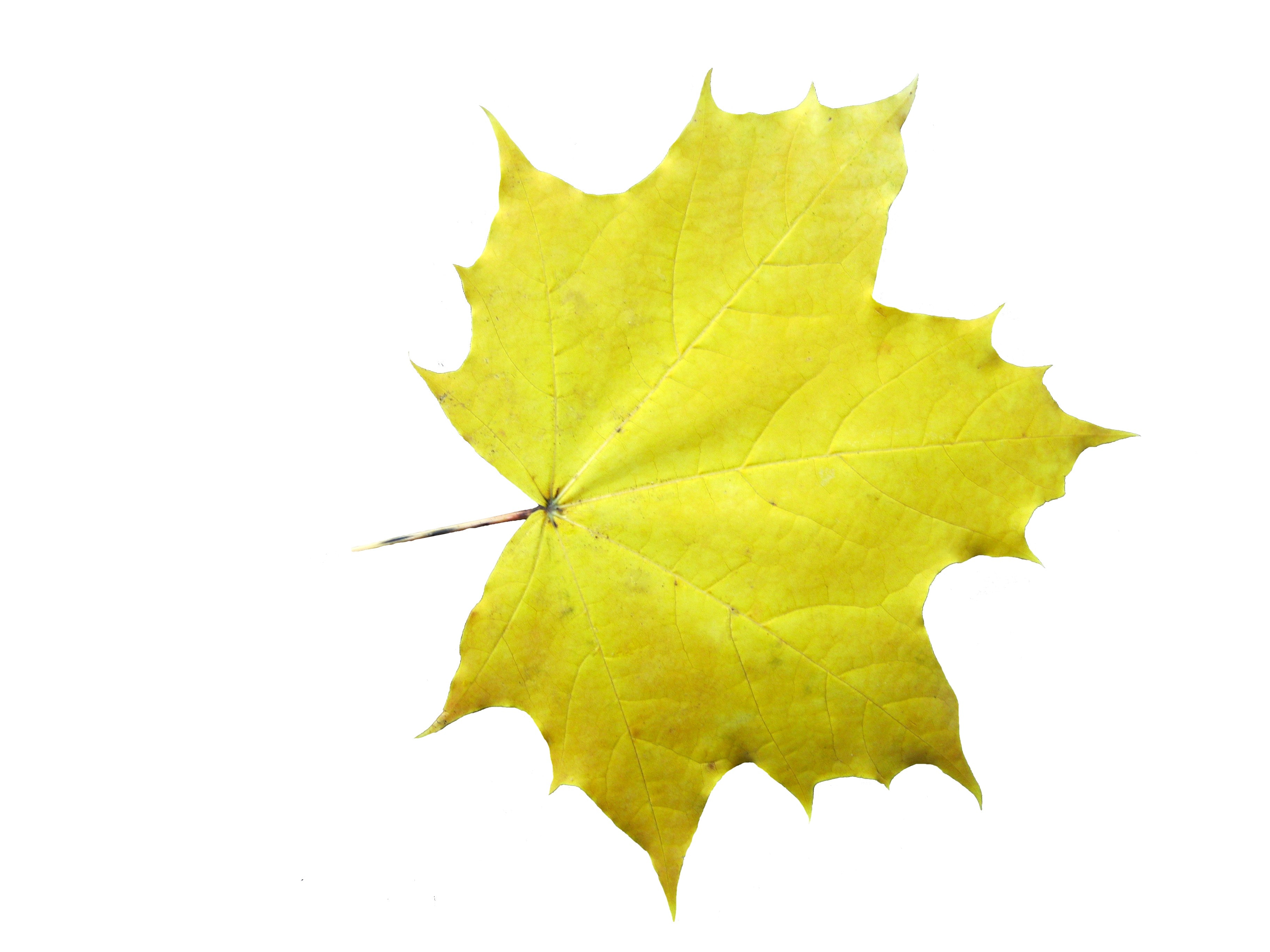 Maple, Leaves, Emerge, Autumn, leaf, autumn