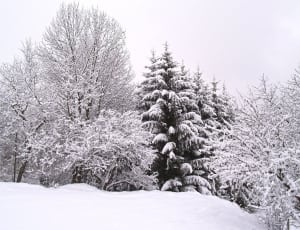 snow covered trees thumbnail