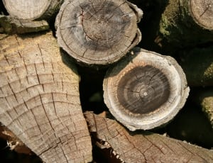 brown wood logs thumbnail