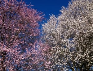 cherry blossom tree and white leaf tree thumbnail