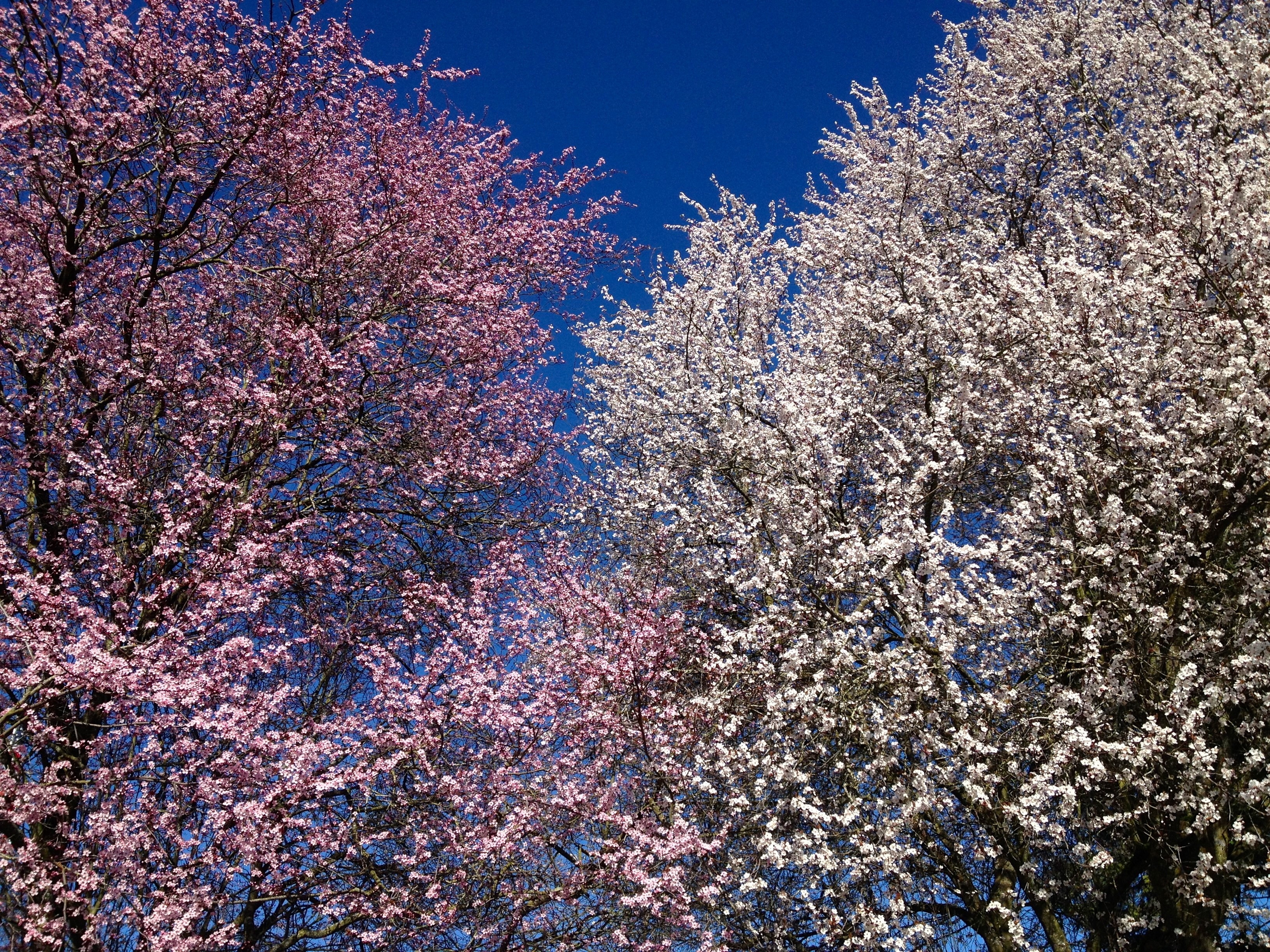 cherry blossom tree and white leaf tree