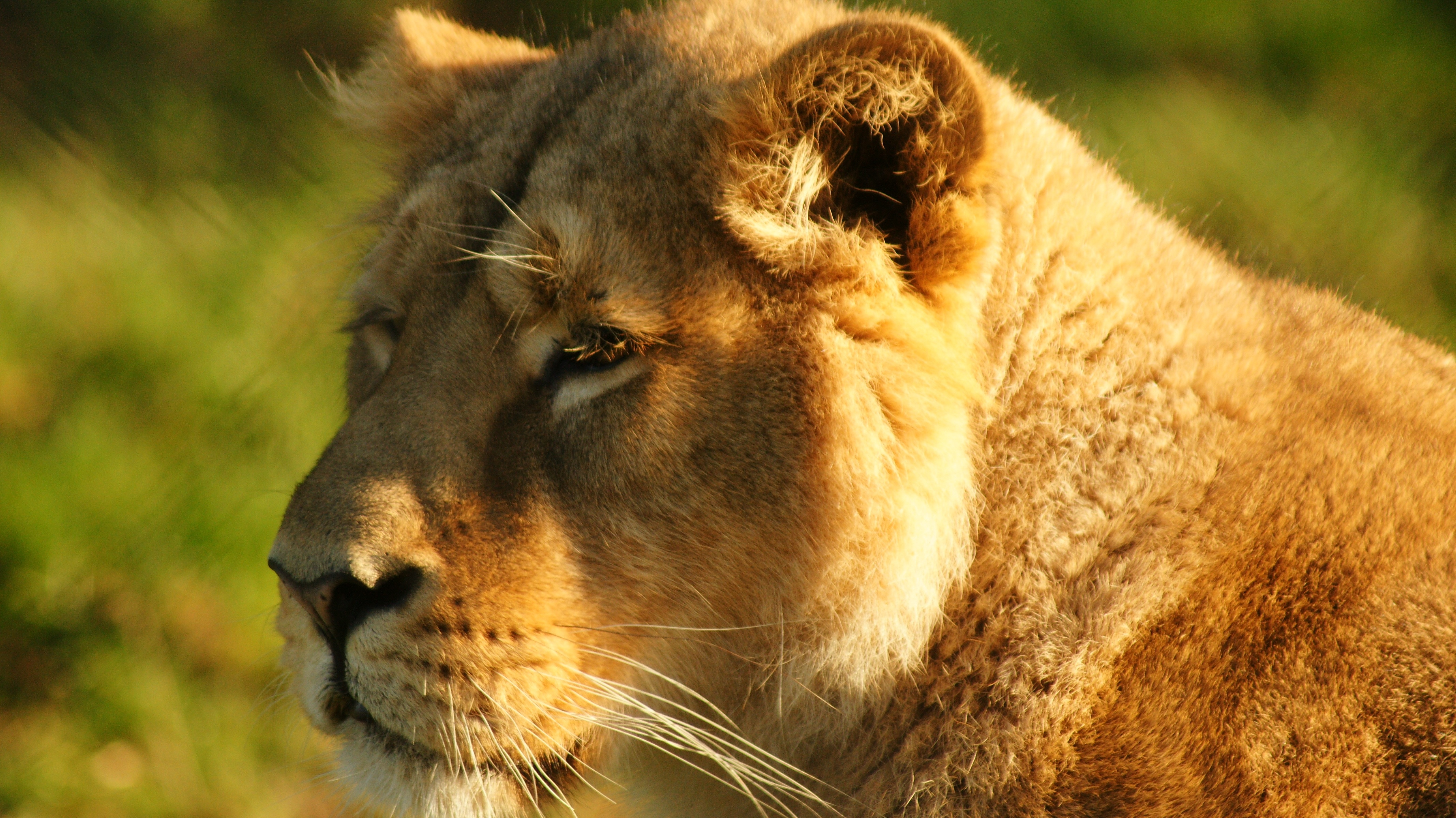lionesse