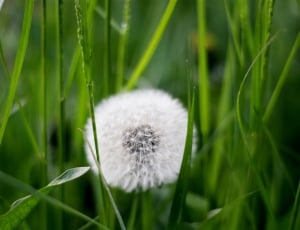 white dandelion during daytime thumbnail