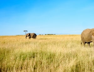 brown elephants on the field thumbnail