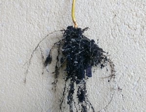 black plant root thumbnail