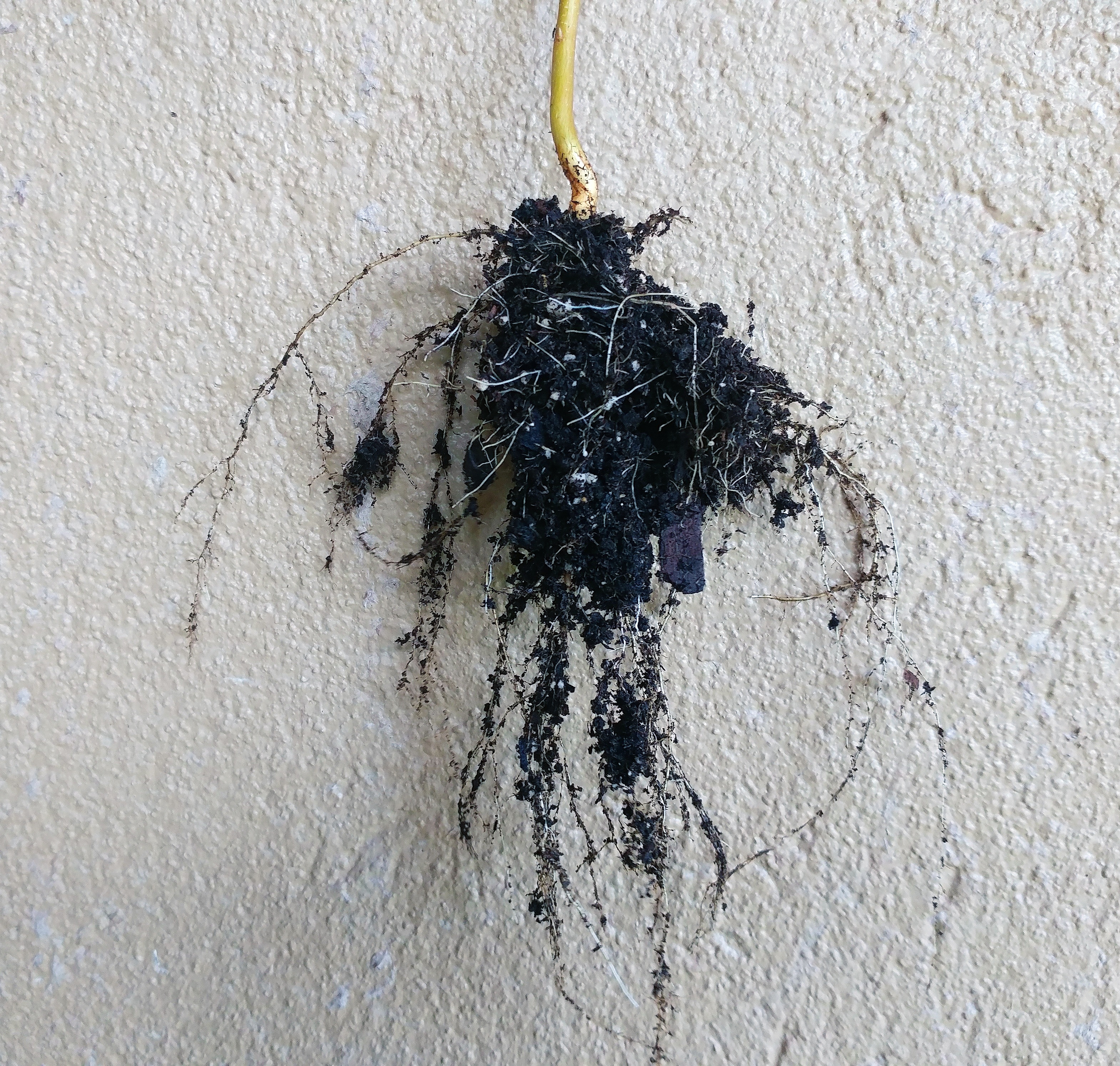 black plant root