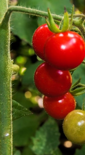 closeup photo of tomatoes during daytime thumbnail