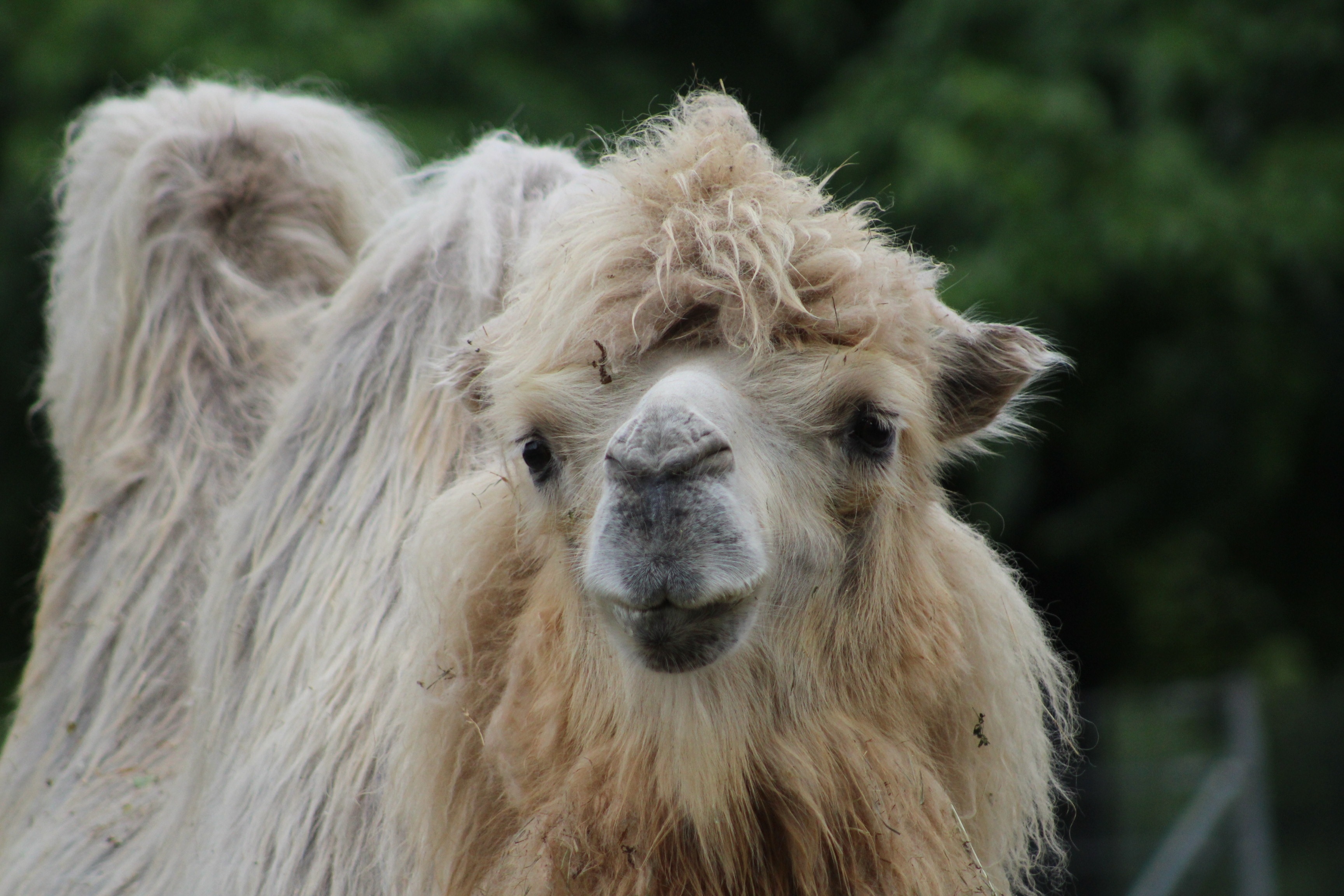 close up photo of brown llama during daytime