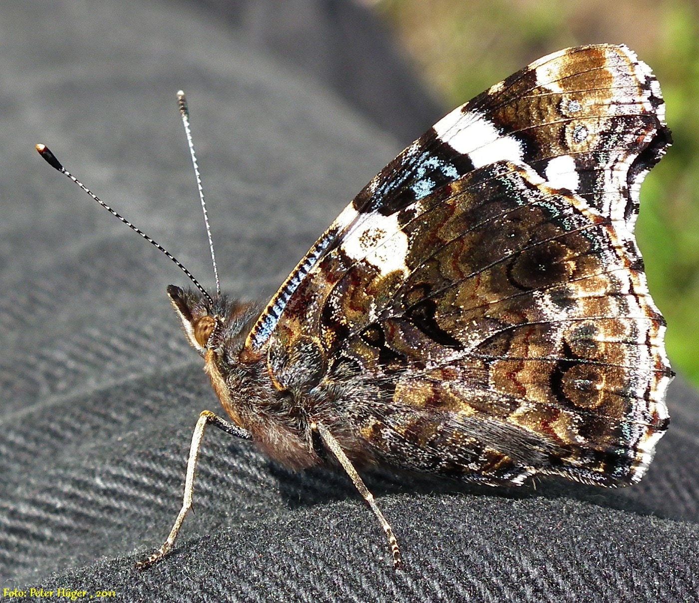 brown and white butterfly