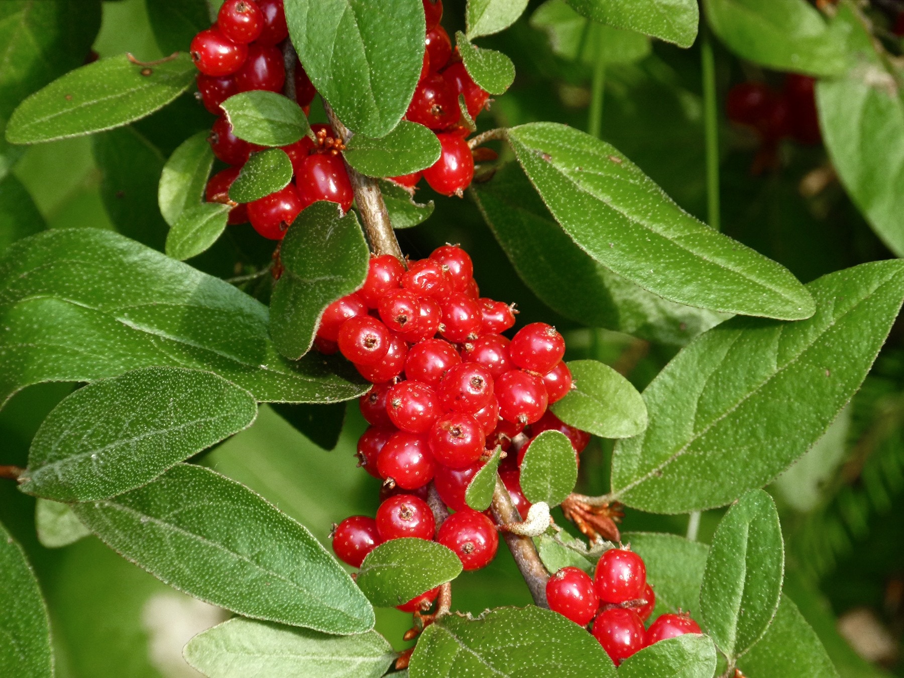close-up photo of red cherries