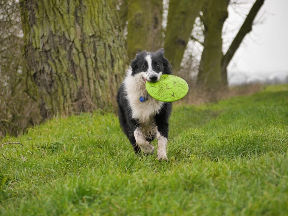 black and white dog biting and flying disc on green grass during day time preview