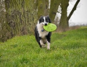 black and white dog biting and flying disc on green grass during day time thumbnail