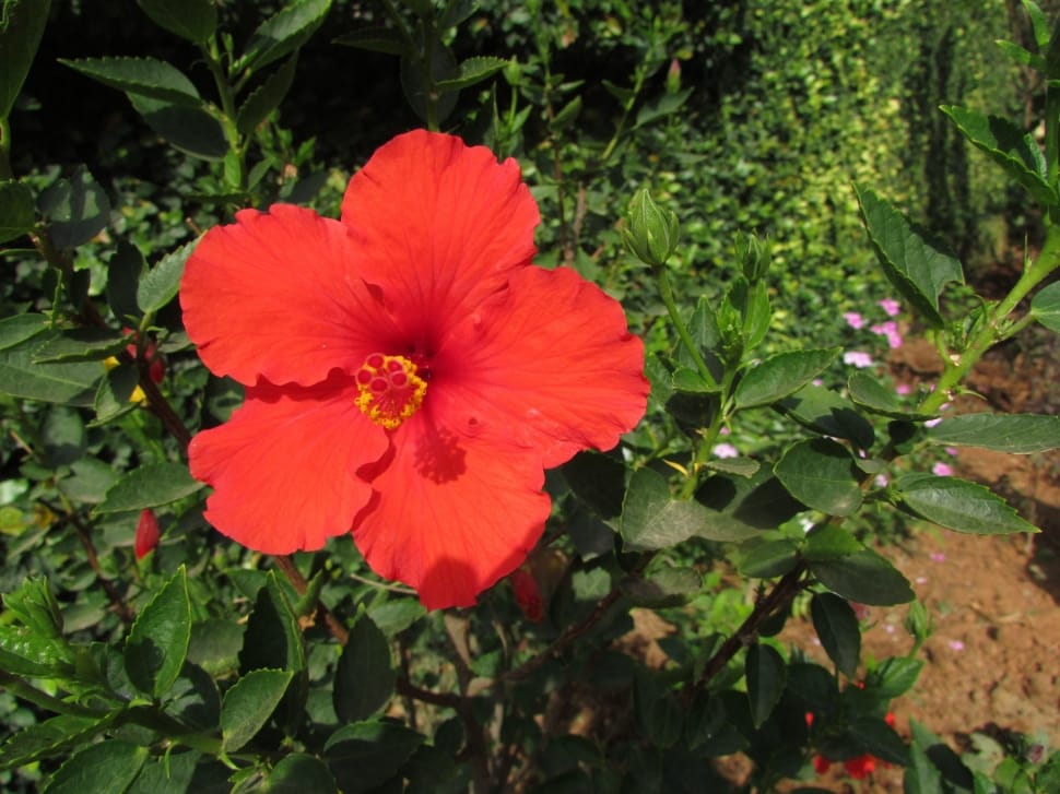 red hibiscus preview