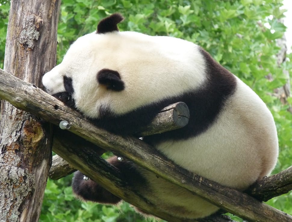 panda preview