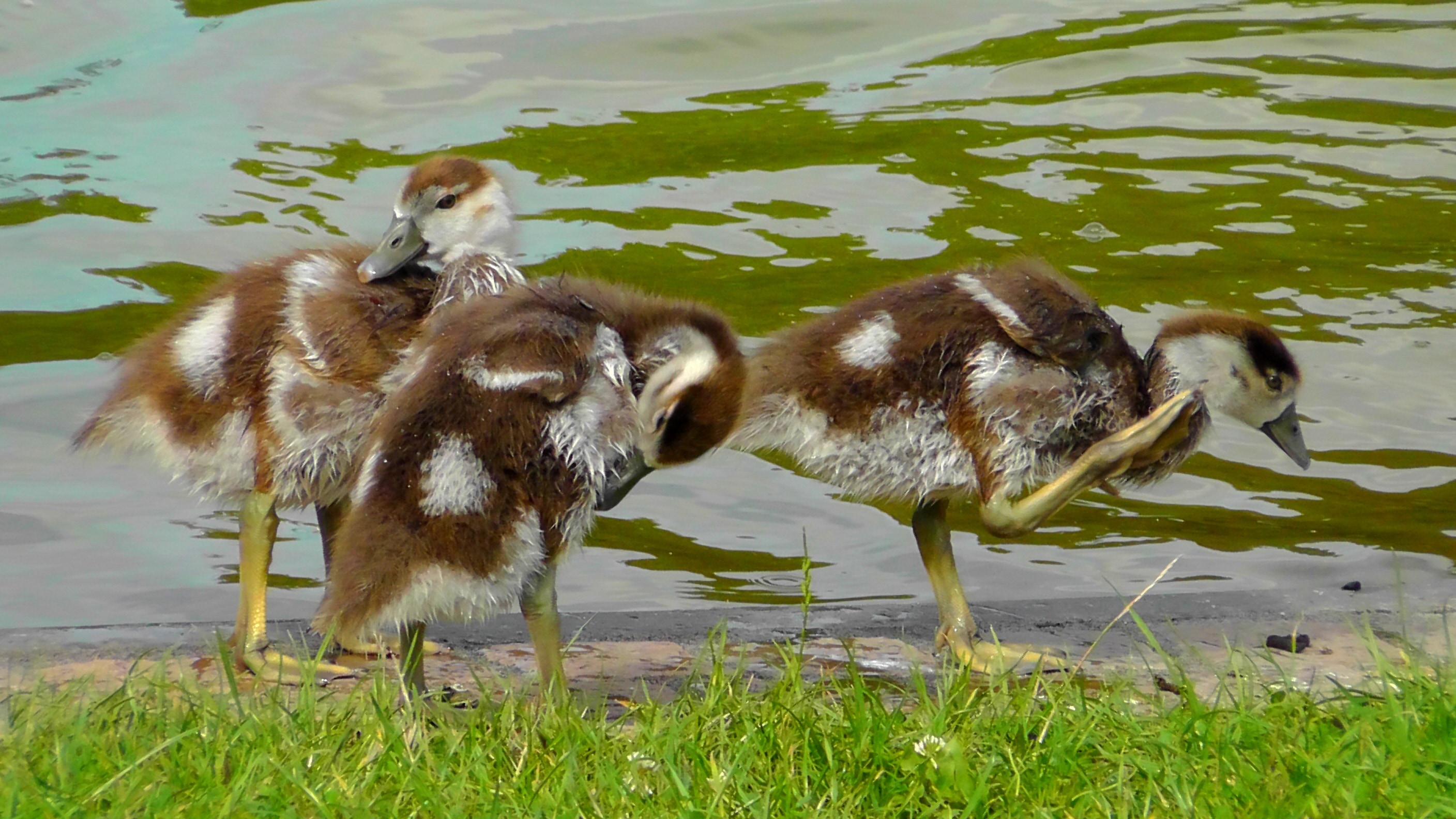 three ducks beside body of water