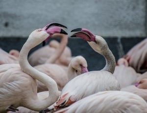 flock of flamingos thumbnail