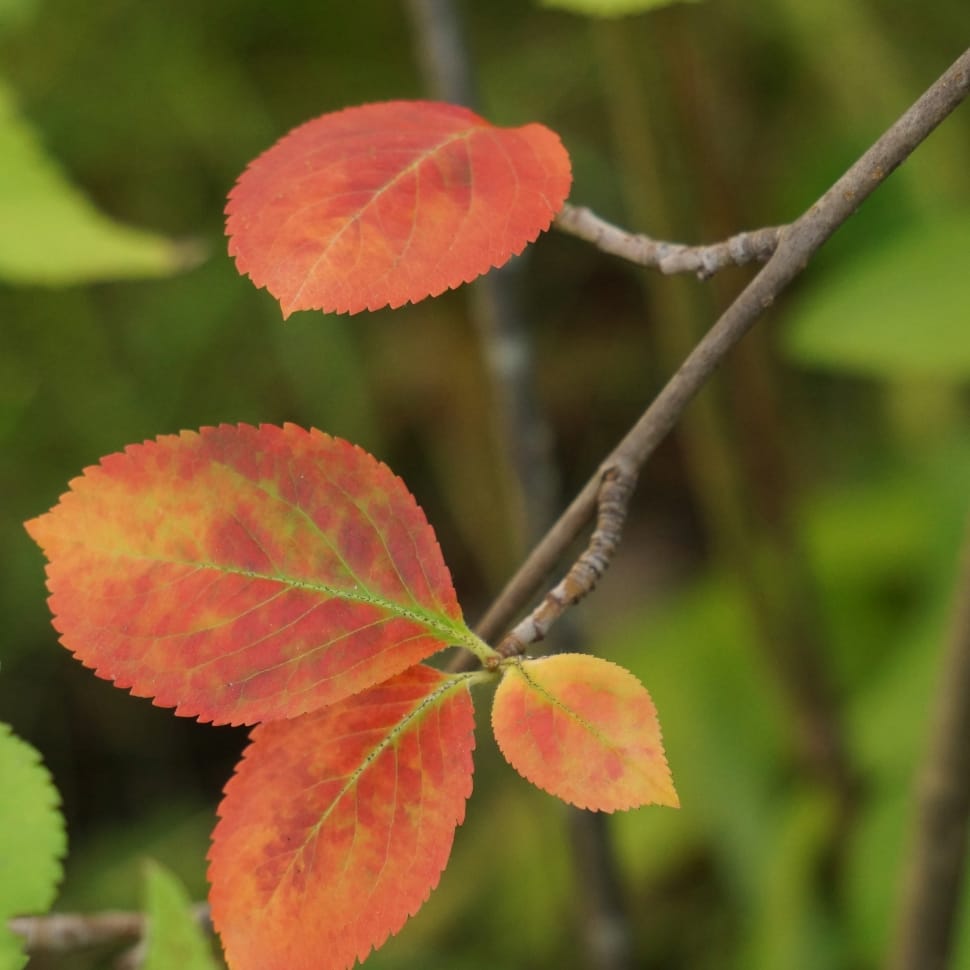 red and yellow leaves preview