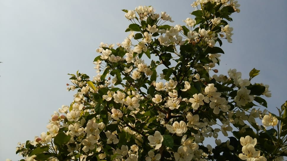 white flowering tree preview
