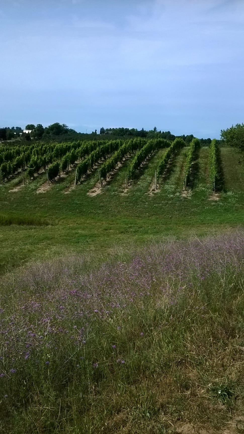 grape plant field preview