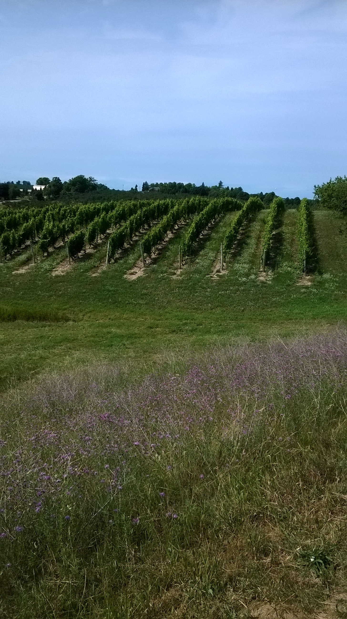 grape plant field