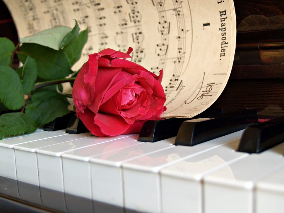 red rose flower, white music sheet, and piano keys preview