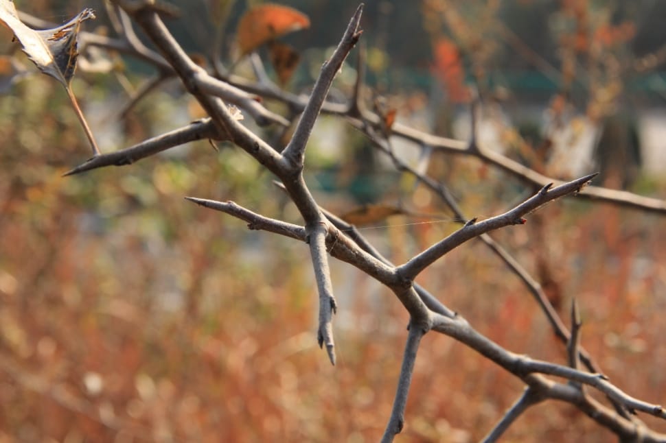 brown leafless tree branch preview