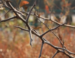 brown leafless tree branch thumbnail