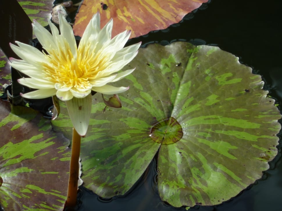 green and yellow water lilies preview