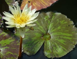 green and yellow water lilies thumbnail