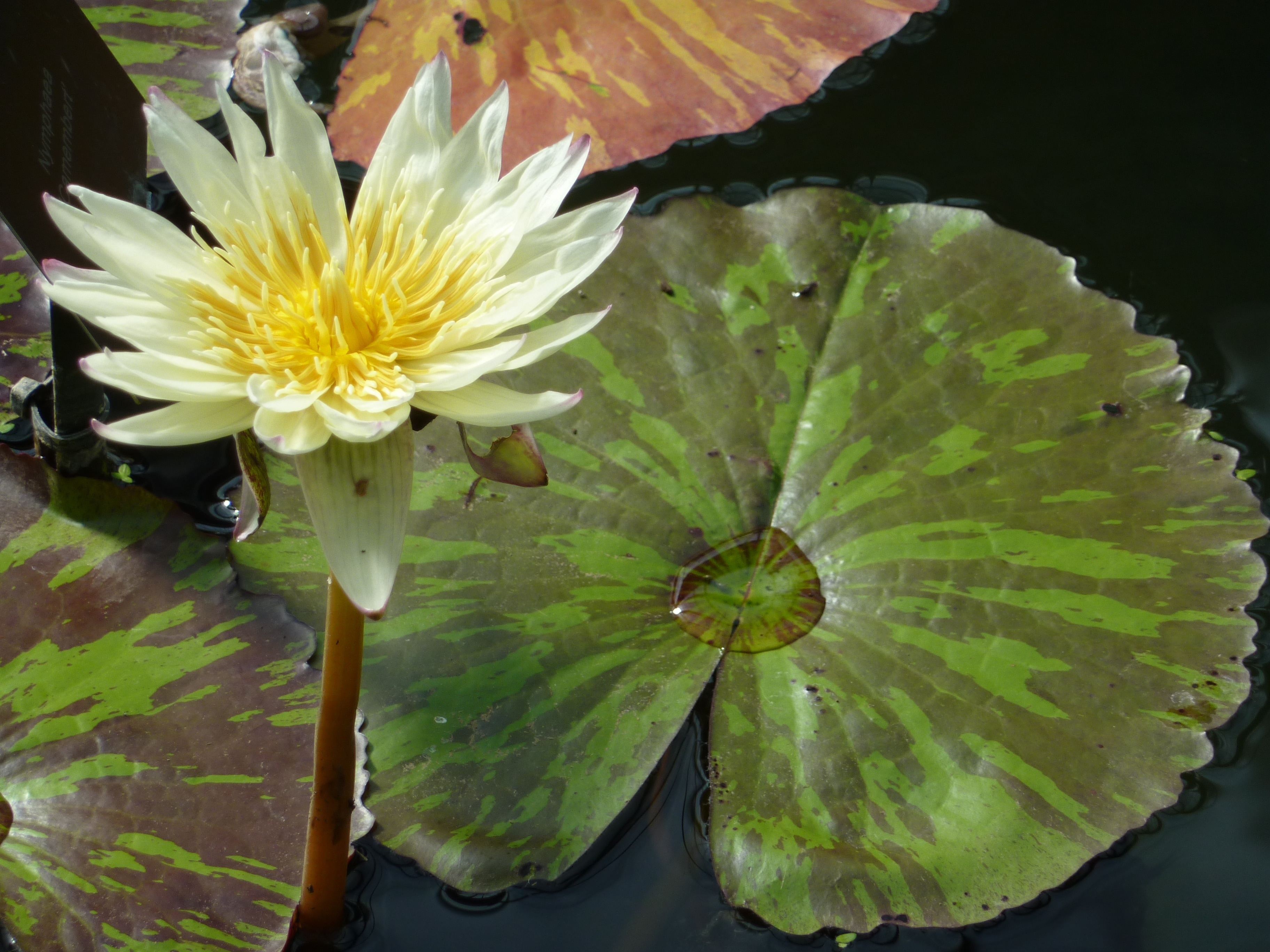 green and yellow water lilies