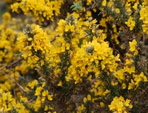 yellow flower during daytime thumbnail