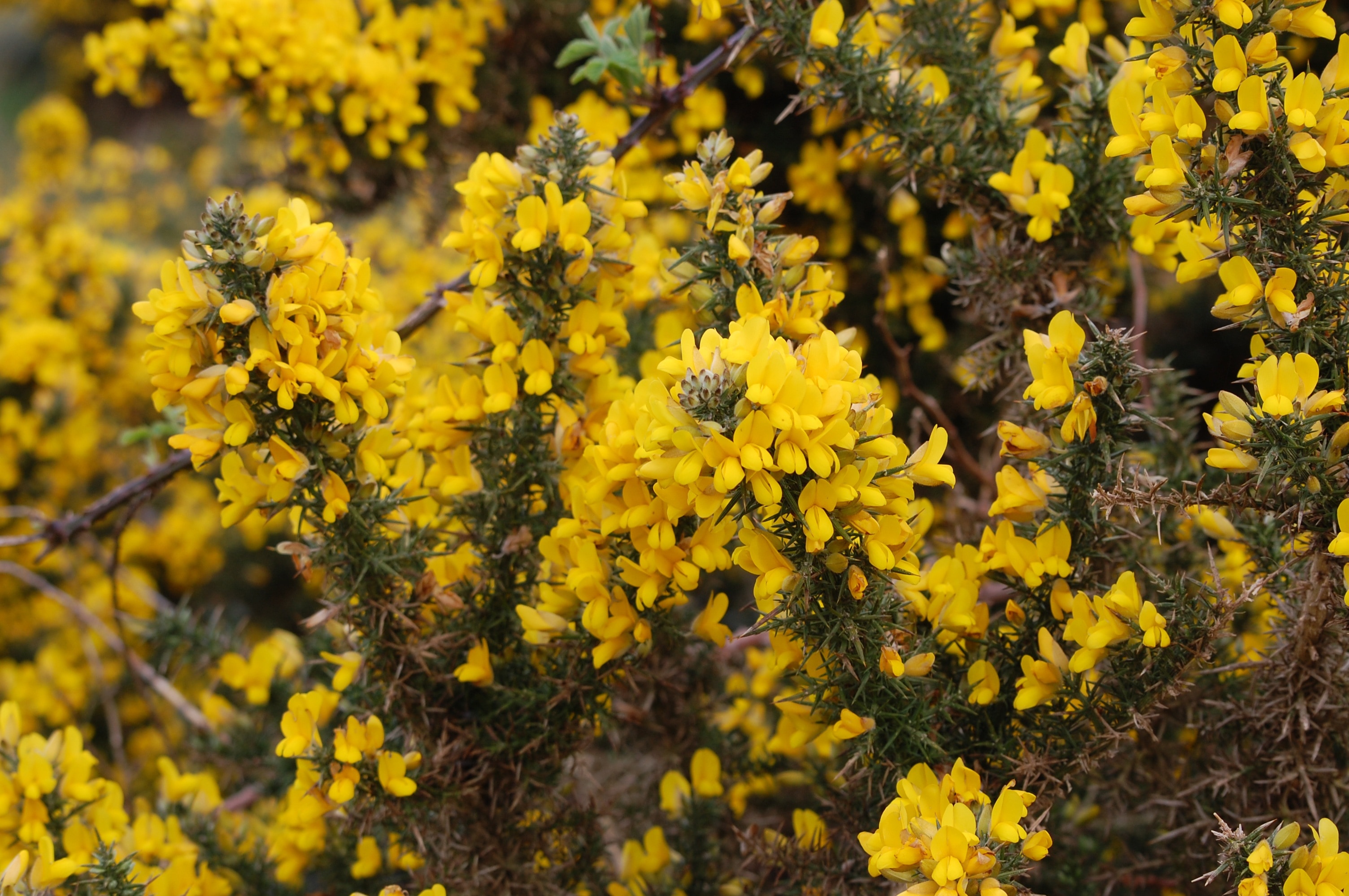 yellow flower during daytime