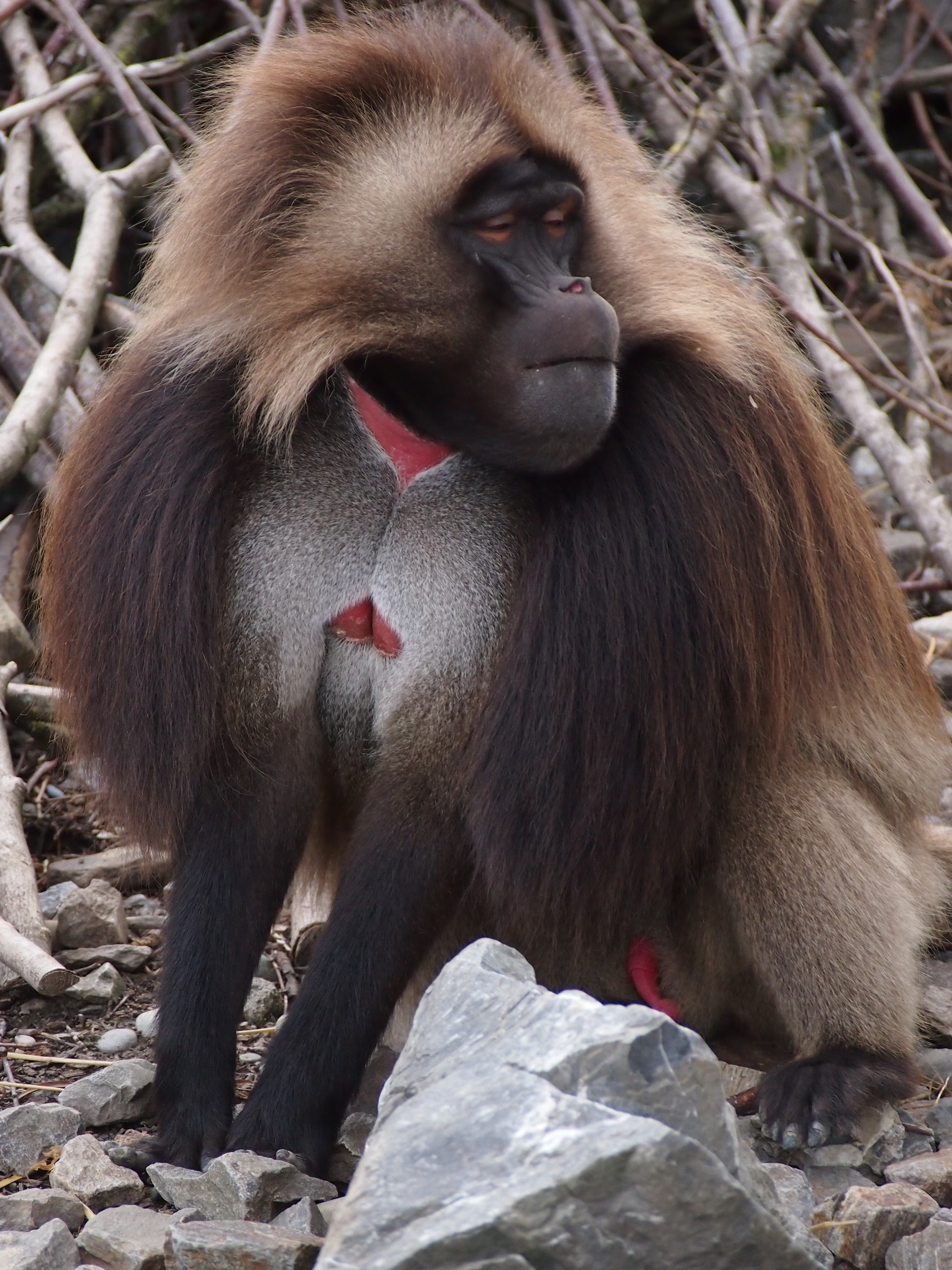 black and brown monkey