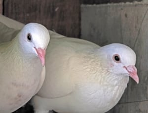 2 white birds thumbnail