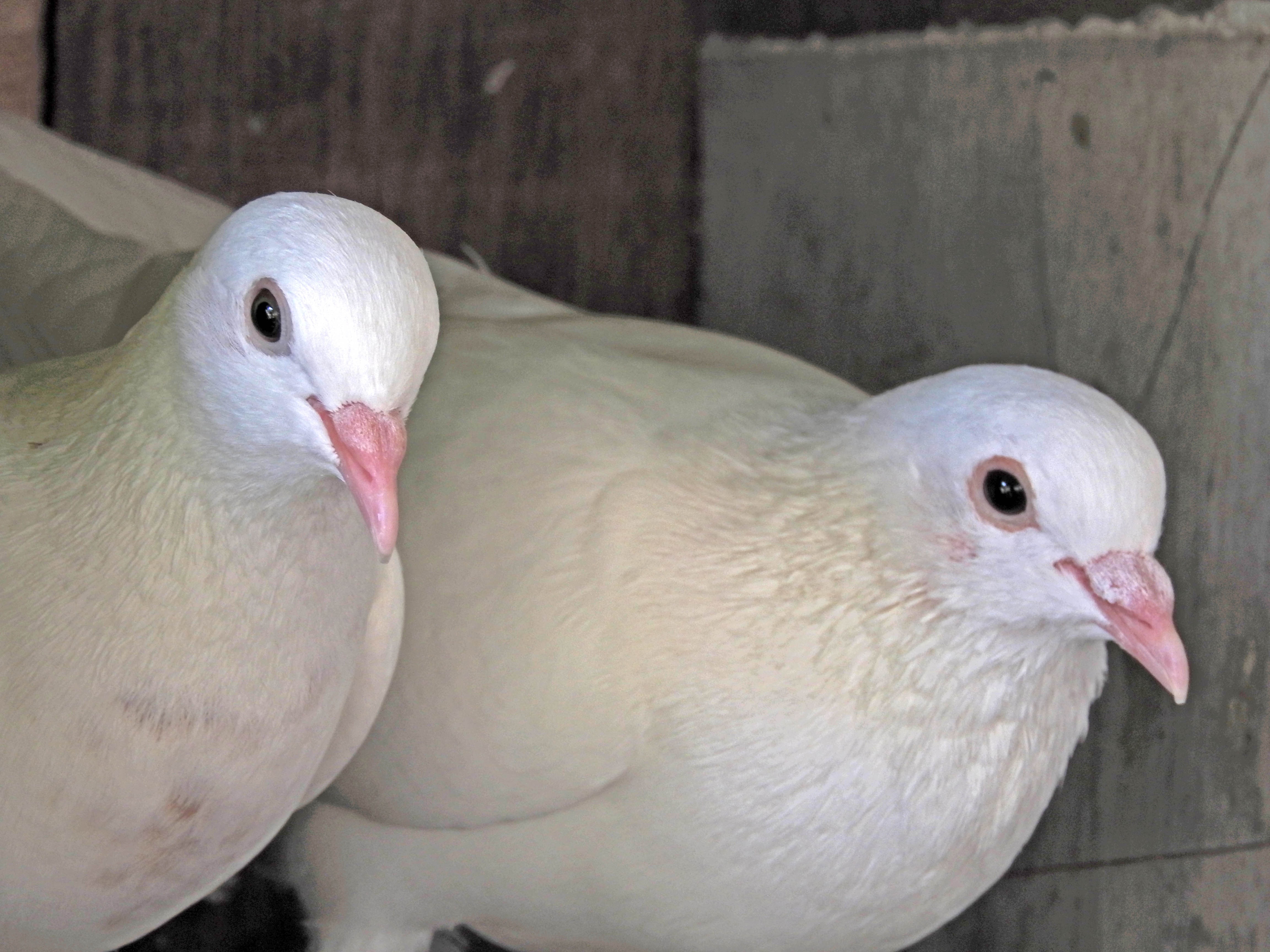 2 white birds