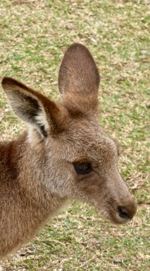 beige kangaroo thumbnail