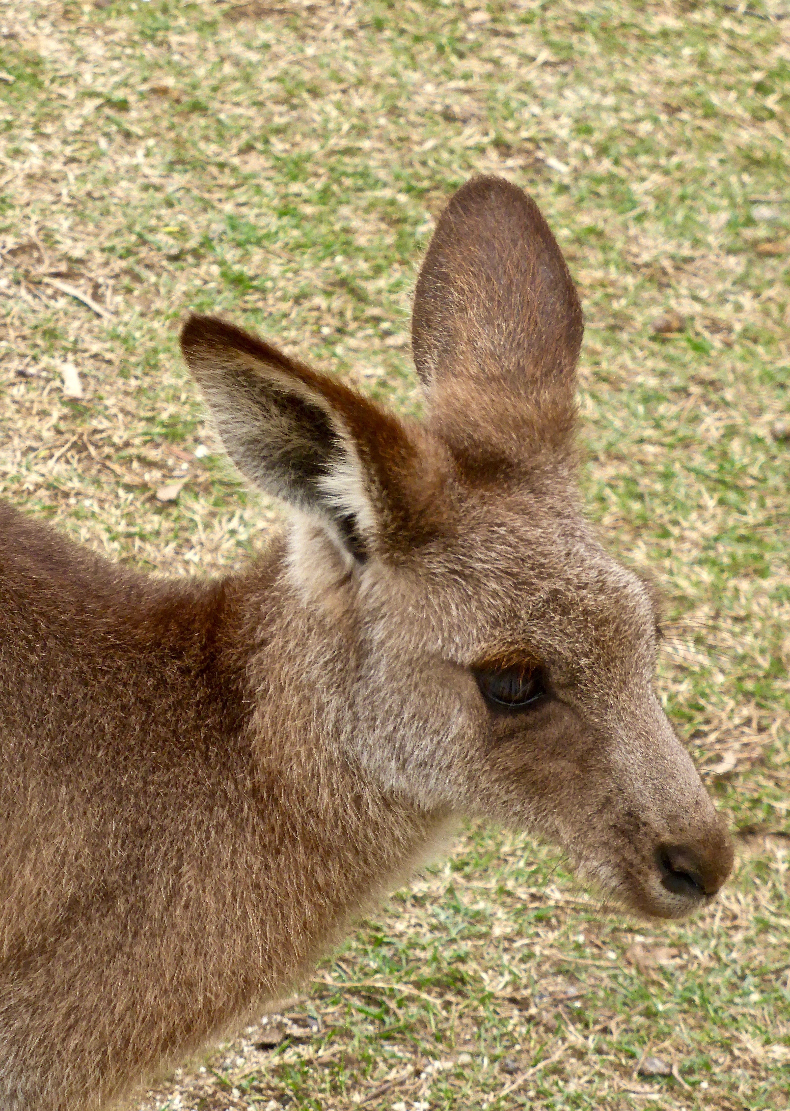 beige kangaroo