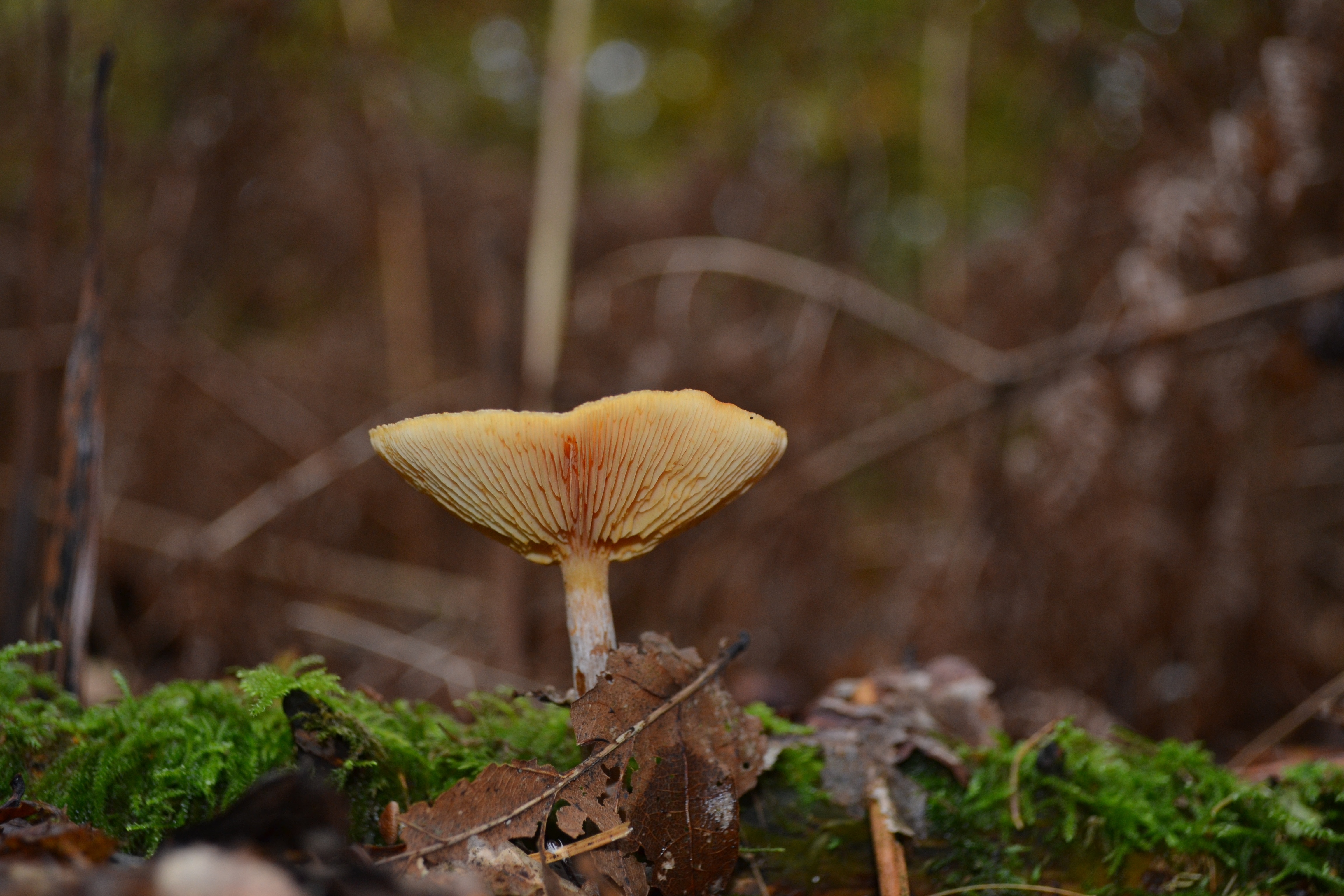 beige mushroom