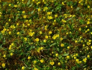 yellow flowers and green plants thumbnail