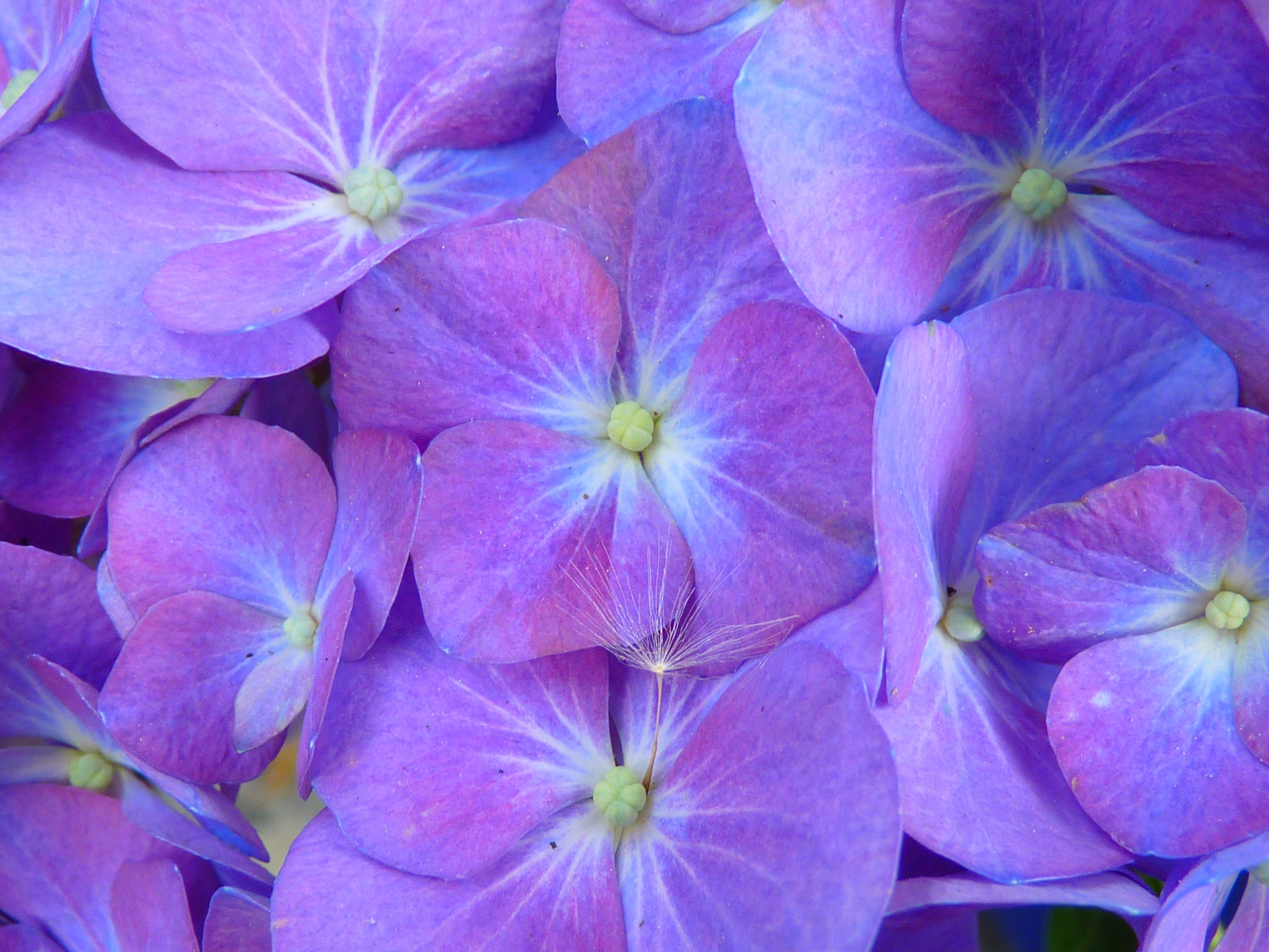 purple 4 petaled flower