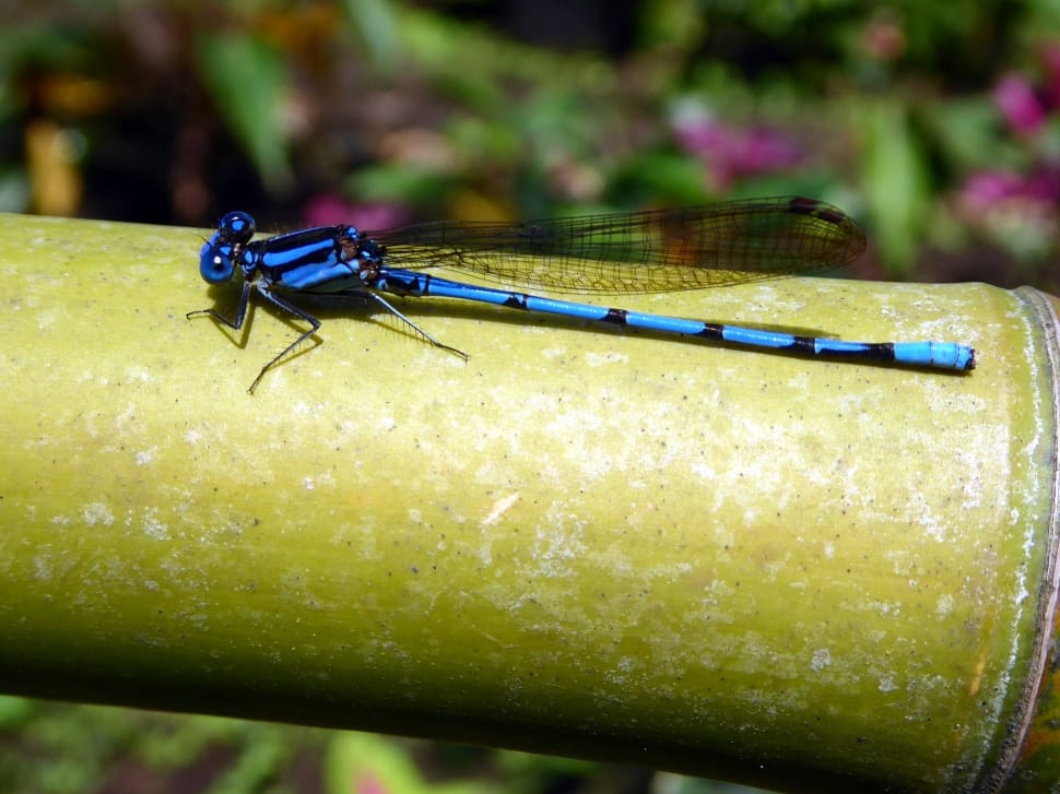 blue dragon fly preview