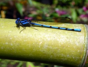 blue dragon fly thumbnail