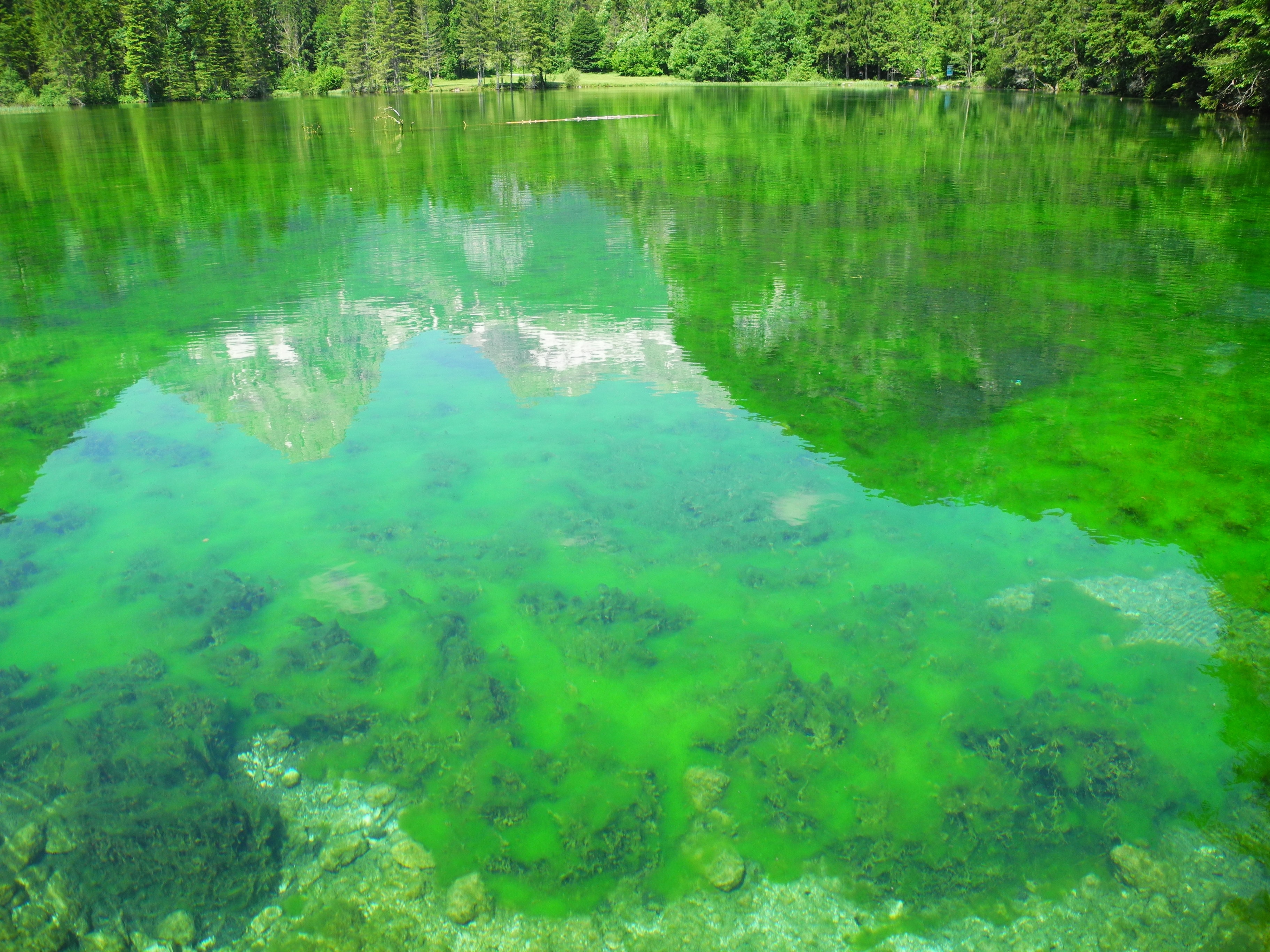 Прозрачная зеленая вода. Озеро Грин Лейк. Нахимовское озеро синезеленые водоросли. Голубое озеро Кармаскалинский район. Зеленое озеро Дмитровский.