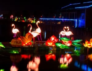 flamingos with lights in a body of water thumbnail