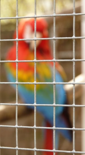 scarlet macaw thumbnail