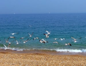 flock of Seagulls thumbnail