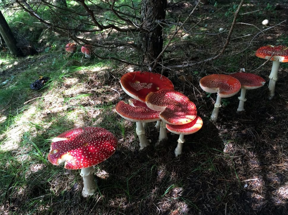 red mushrooms preview