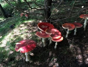 red mushrooms thumbnail