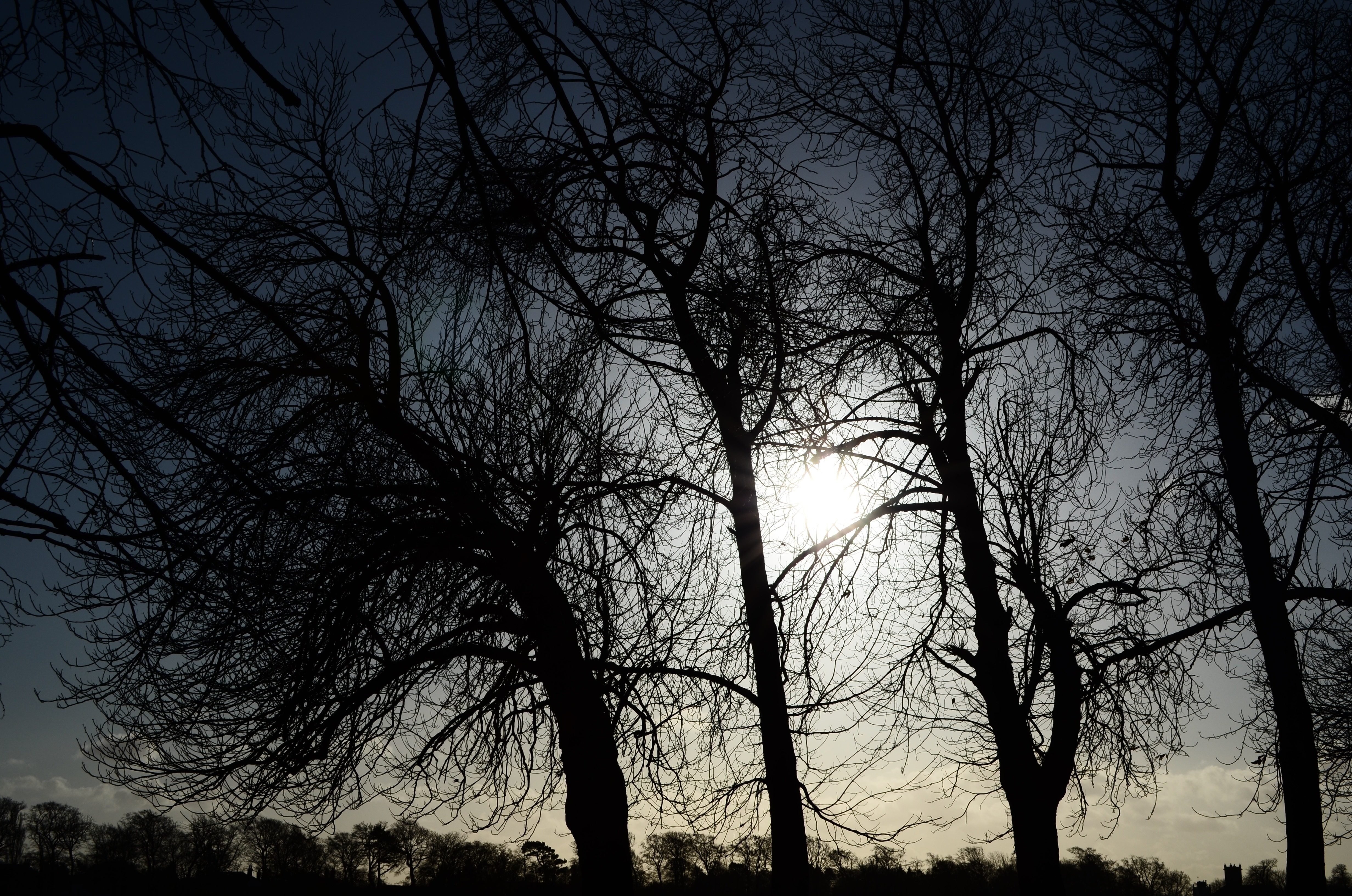silhouette photo of trees